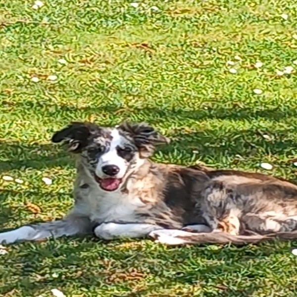 Photo de Charlie