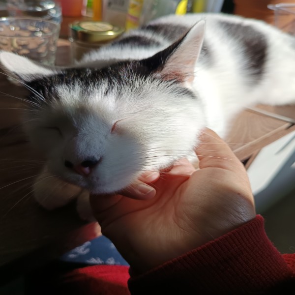 Photo de Albus