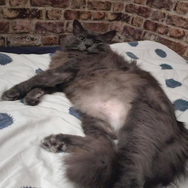 Rufus
