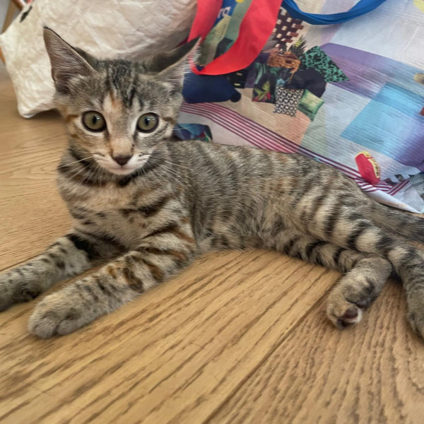 SUKI