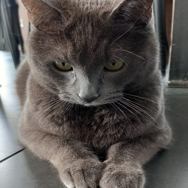 Roméo dit "chacha"