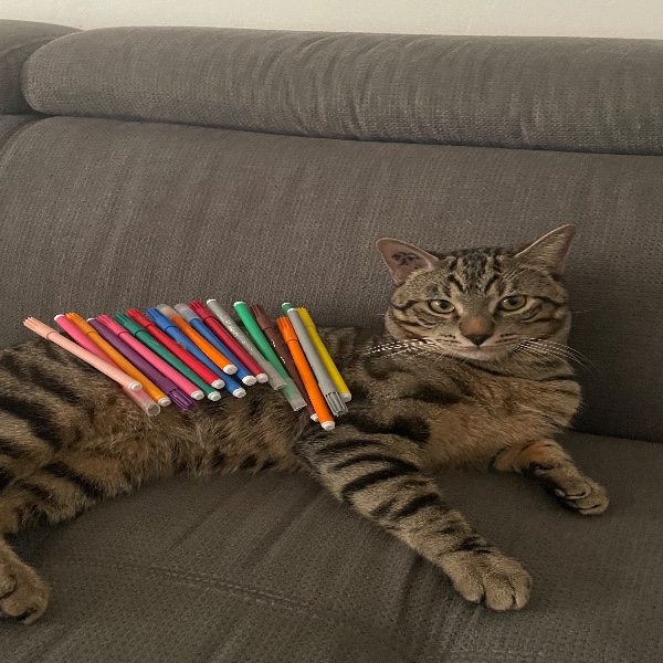 Photo de Loki