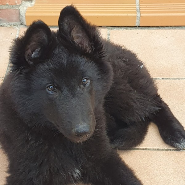Aslan