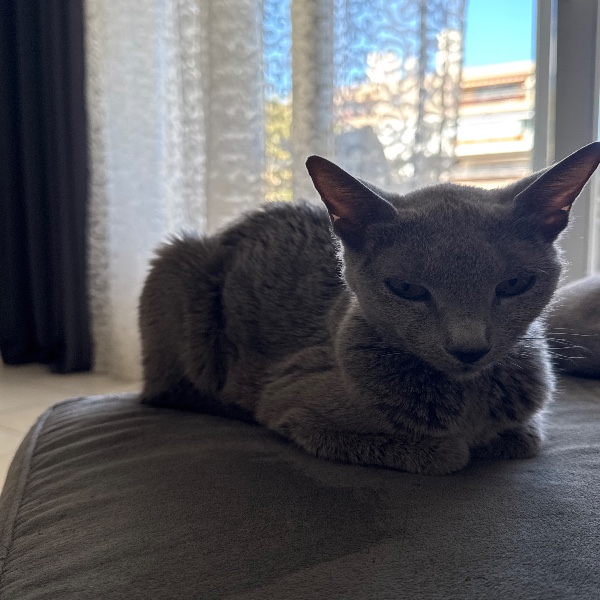 Koshka