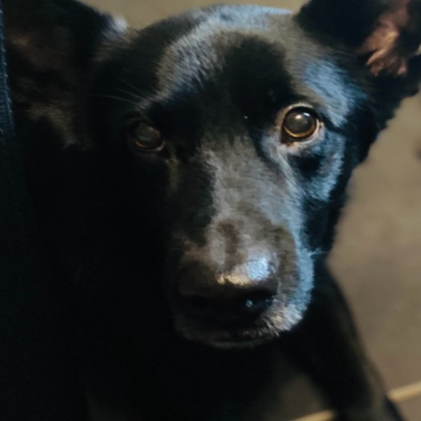 Photo de Lucky