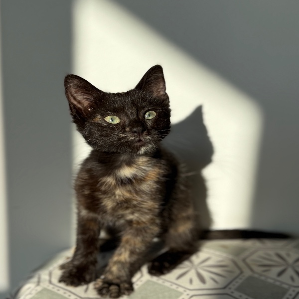 Amaya