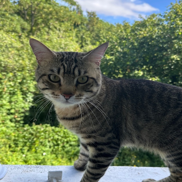 Tigrou