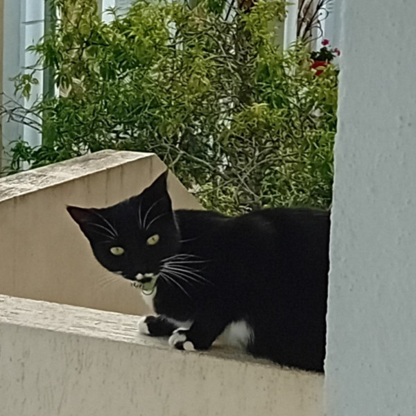 Photo de Zéfhyre