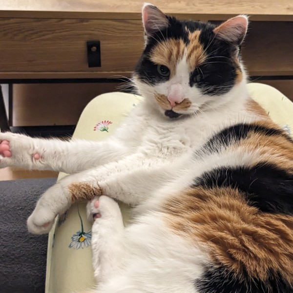 Photo de Freyja