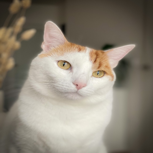 Loulou
