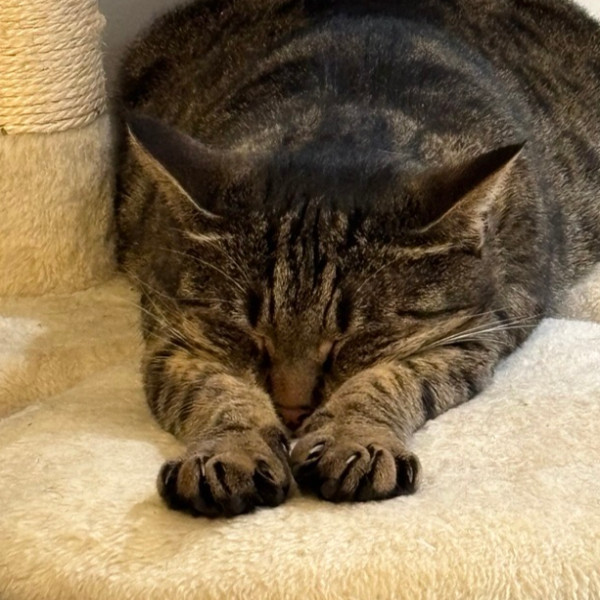 Misha