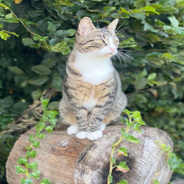 Myrtille