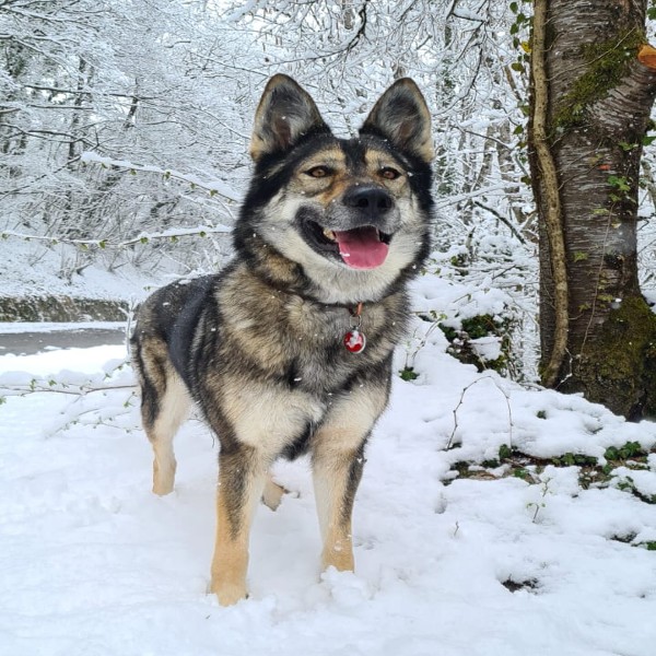 Arya