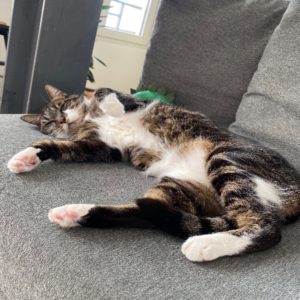 Photo de Socks