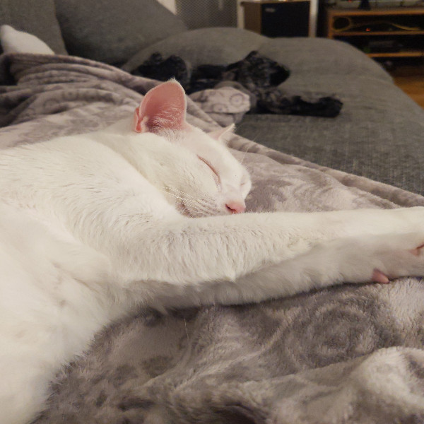 Photo de Snowy