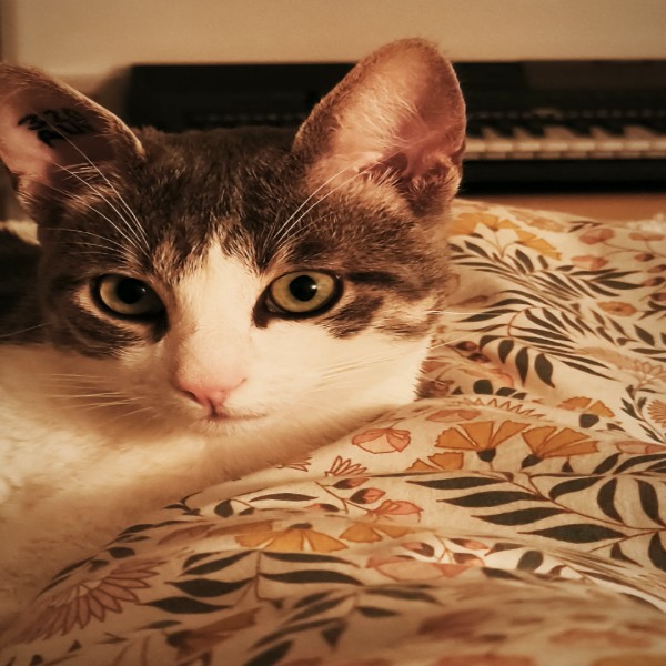 Photo de Samba