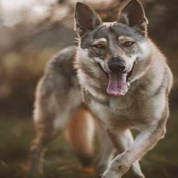 Naska
