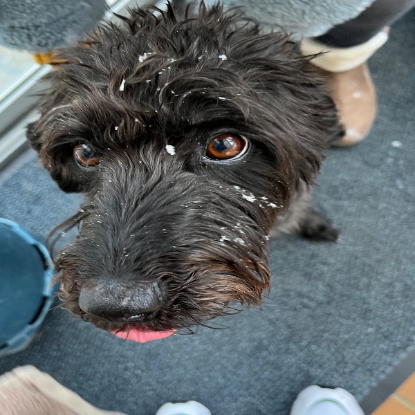 Cali