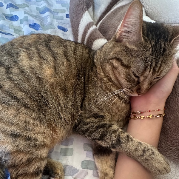 Cannelle