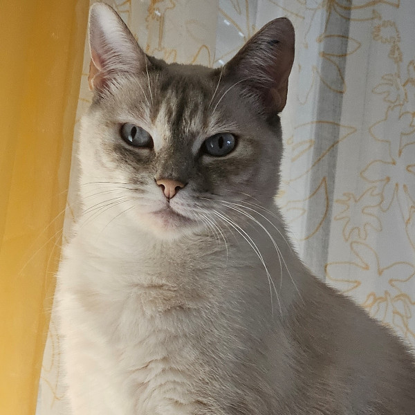 Elina