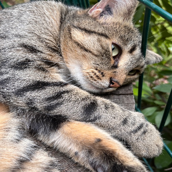 Photo de Tilou