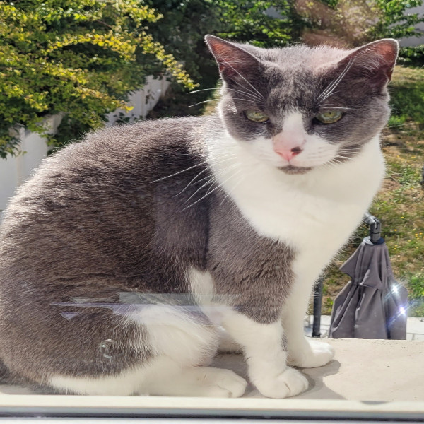 Photo de Nala