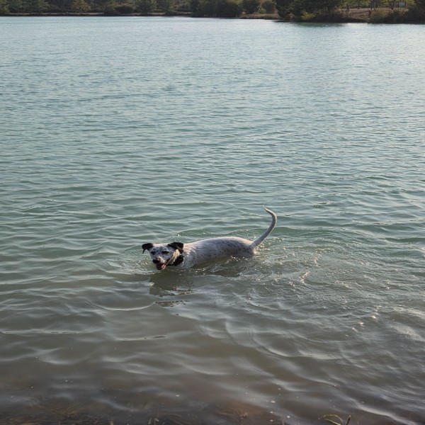 Photo de Pooky