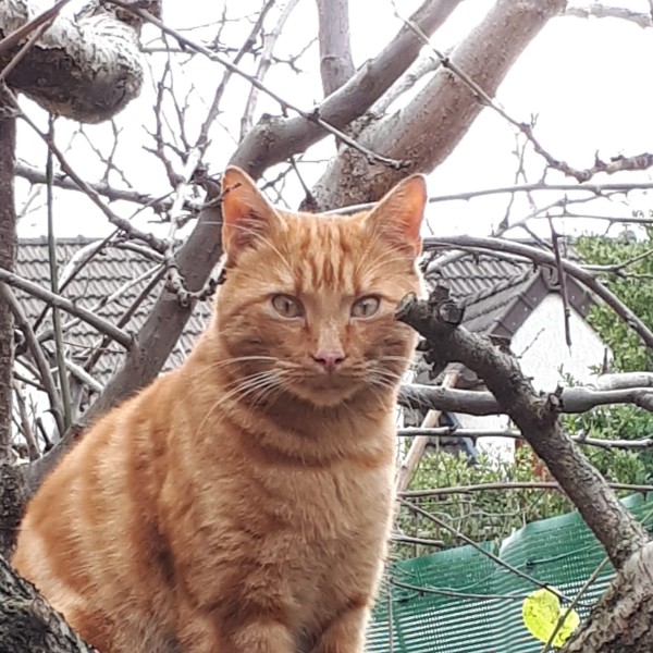 Sigmund