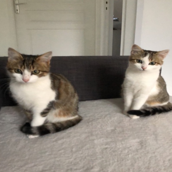 Razmo et Mimine