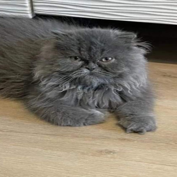 Photo de Boubou
