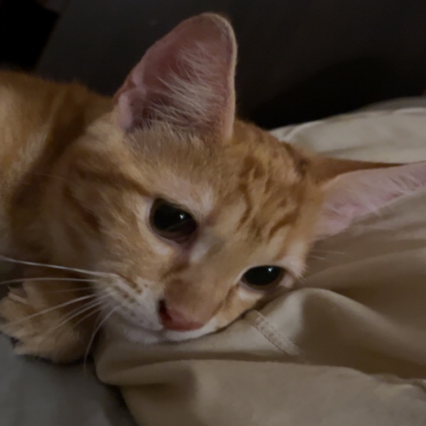 Tigrou