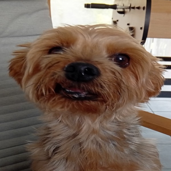 Photo de Pika