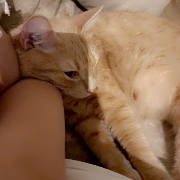 Photo de Simba