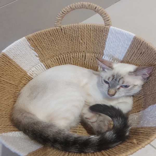 Nala