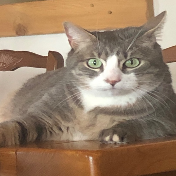 Photo de Tigrou