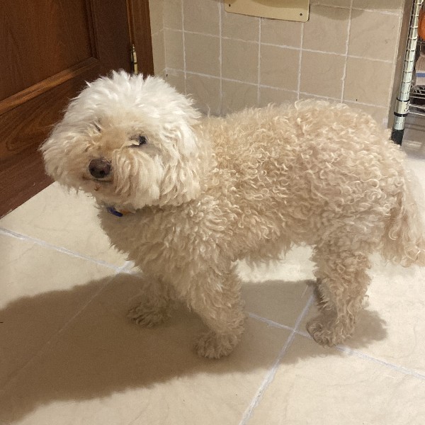 Cocó