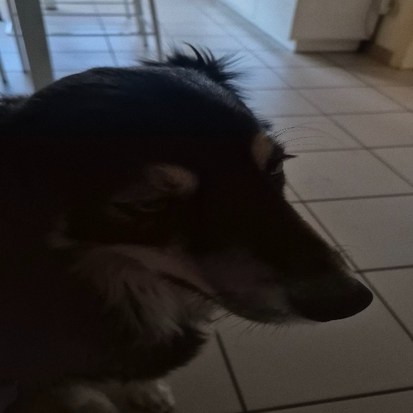 Ava