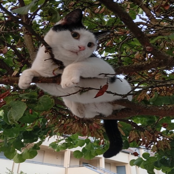 Photo de Milo