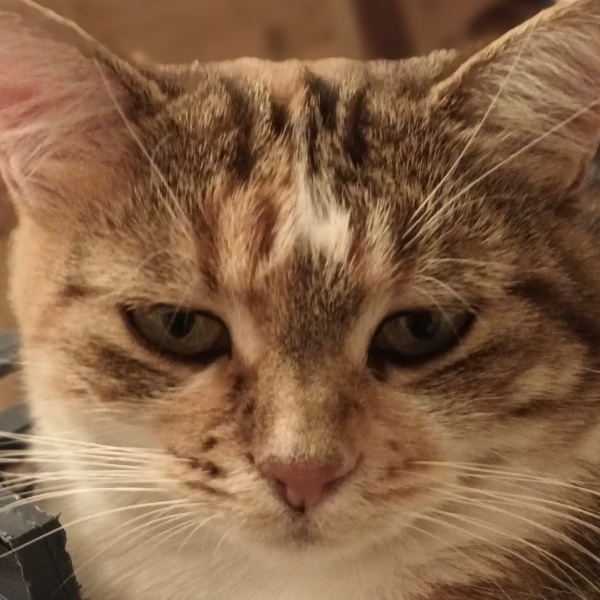 Photo de Tabby
