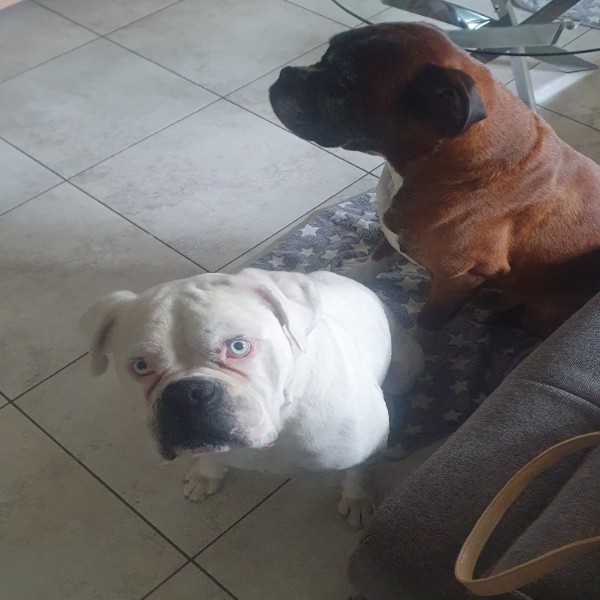 Photo de Yoda
