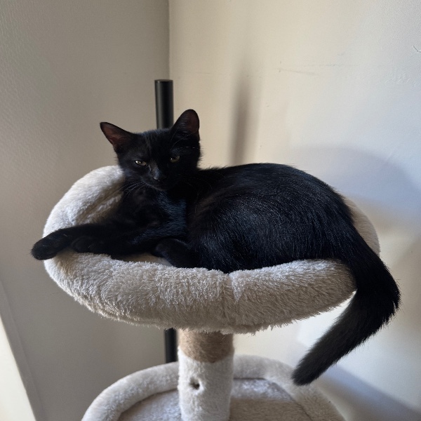 Ari