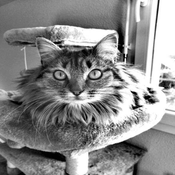 Photo de Kiara