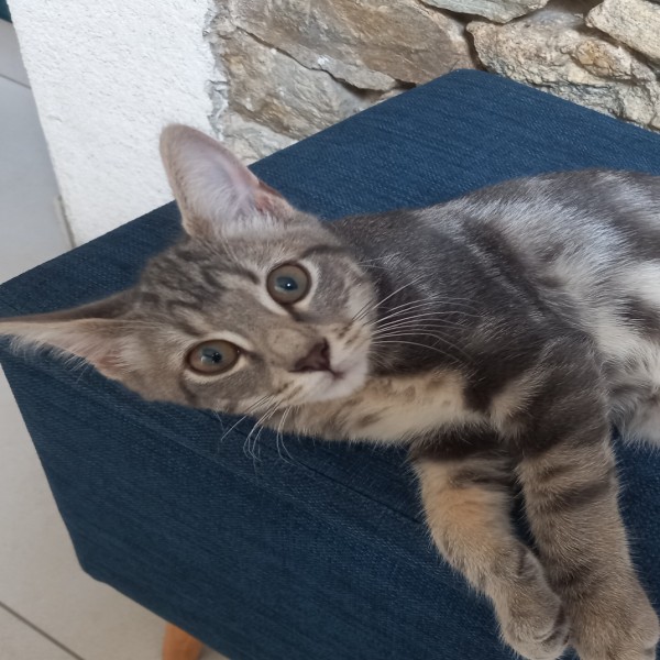 Apie
