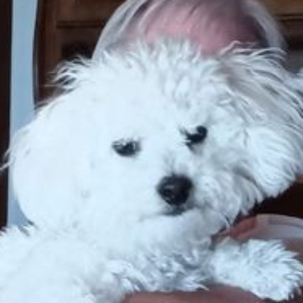 PEPETTE