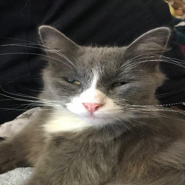Gizmo