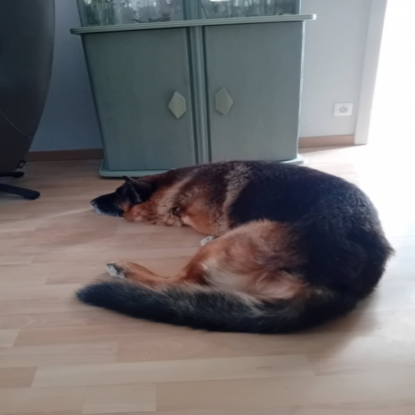 Photo de Django