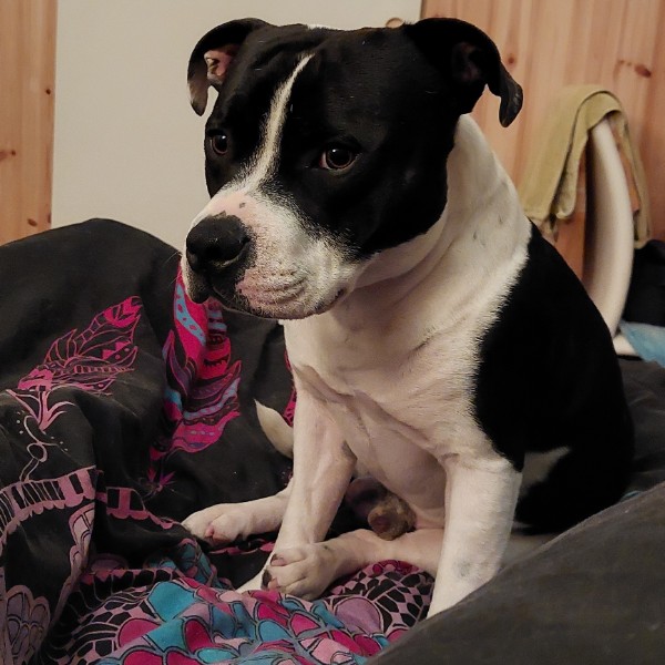 Photo de Taz