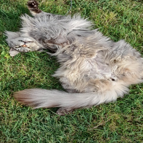 RICO