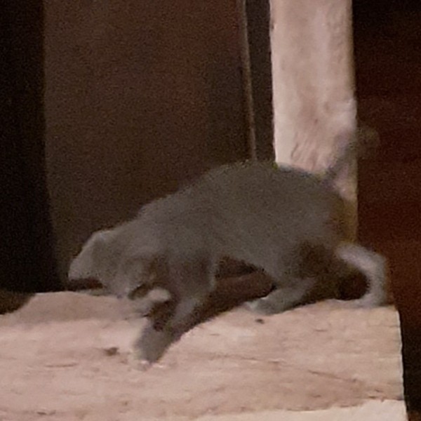 Photo de Phénix