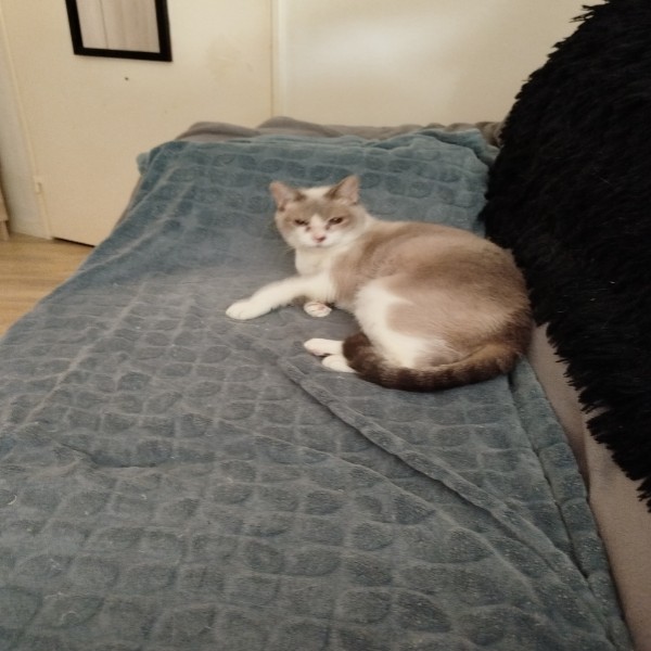 Photo de Mamoon